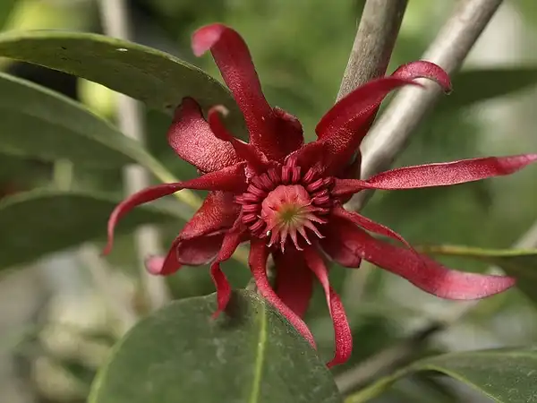 Foto de Illicium floridanum (Illicium floridanums)