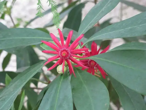 Foto de Illicium floridanum (Illicium floridanums)
