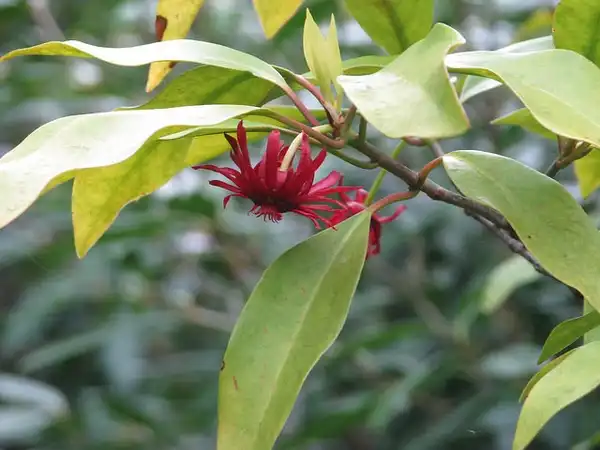 Foto de Illicium floridanum - Illicum floridanum:peganum