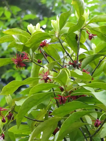 Foto de Illicium floridanum - :peganum