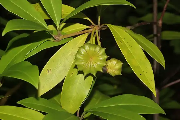 Foto de Illicium floridanum - Immature fruit:David Hill