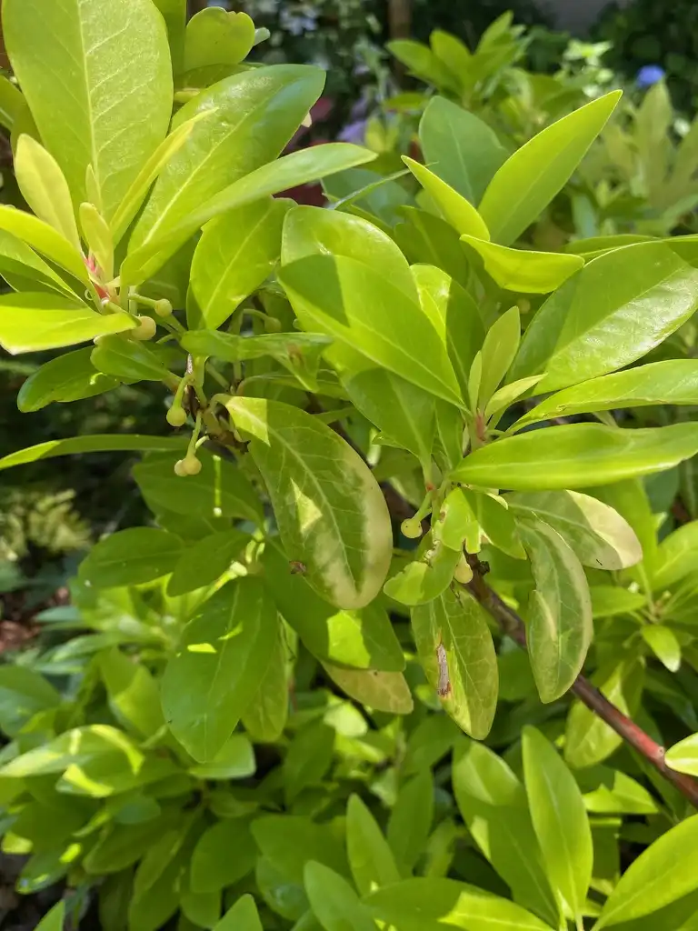 Foto de Illicium floridanum - Yellow Sunshine:Kathy Sill