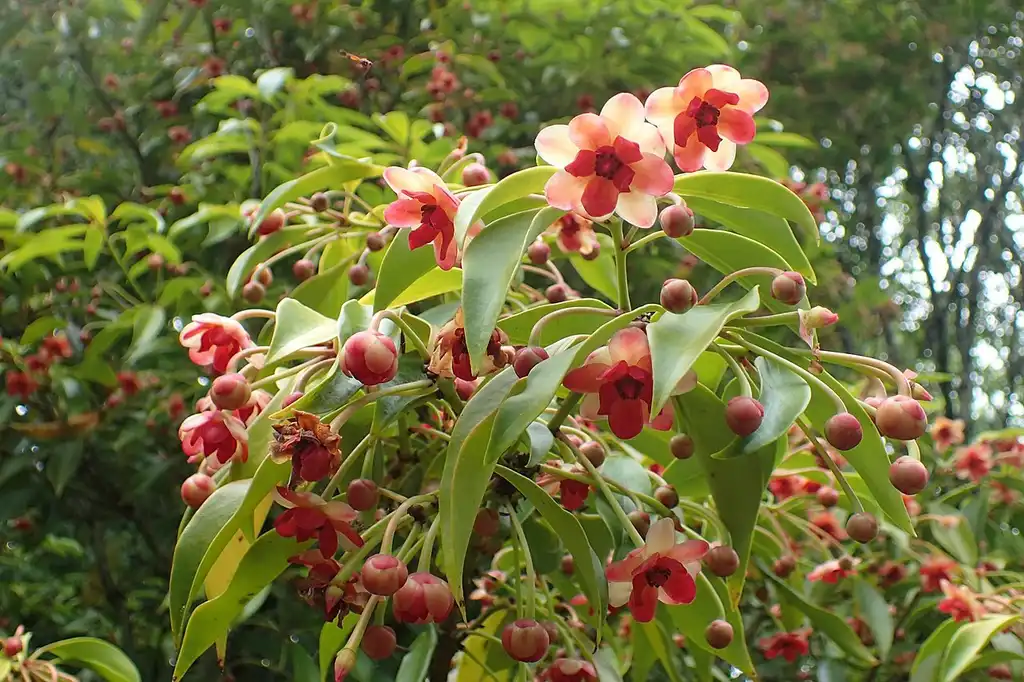 Photo of Illicium henryi (Illicium henryis)