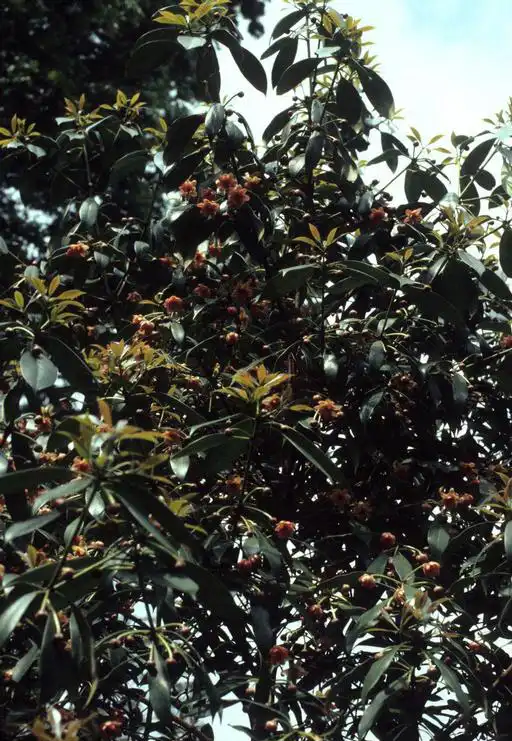 Photo of Illicium henryi (Illicium henryis)