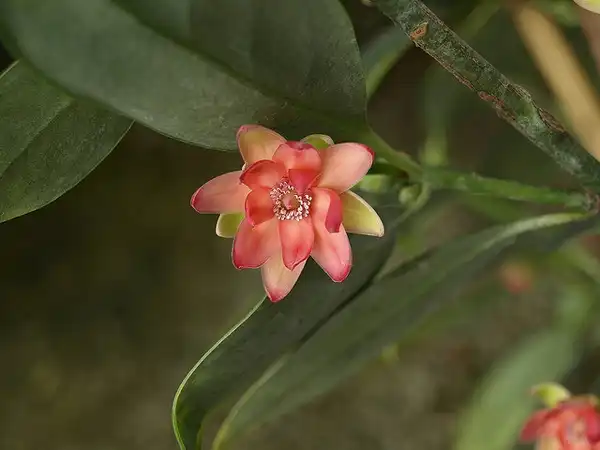 Photo of Illicium henryi - Close up of flower:Scott Zona