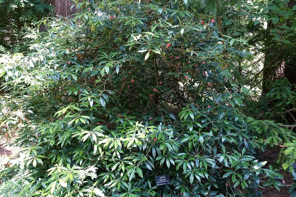 Photo of Illicium henryi - Form:Daderot