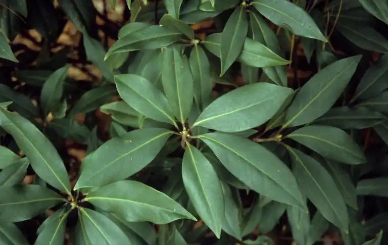 Photo of Illicium henryi - Leaves:John Ruter, University of Georgia, Bugwood.org
