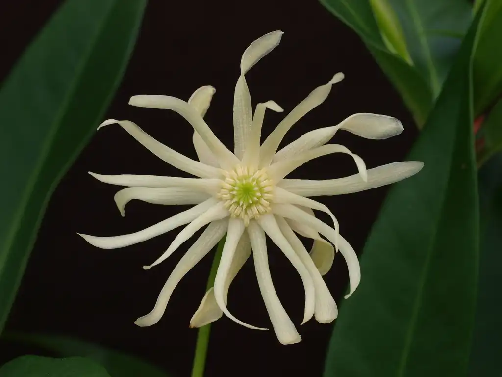 Photo of Illicium 'Orion' (Illicium 'Orion's)