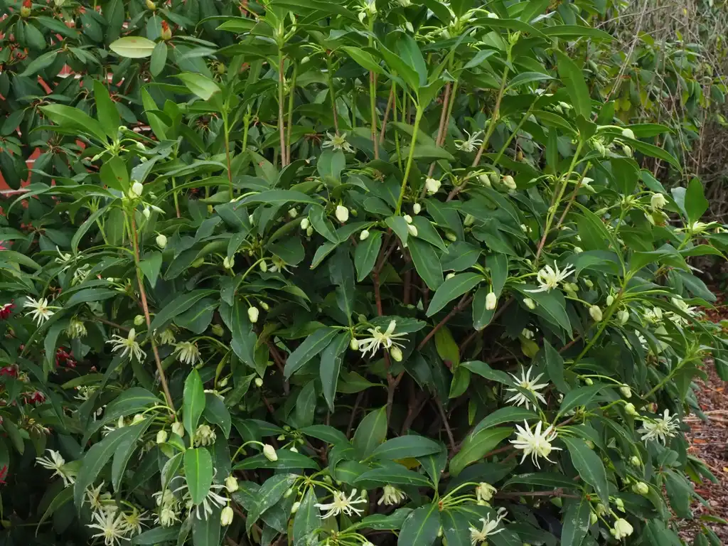 Photo of Illicium 'Orion' (Illicium 'Orion's)