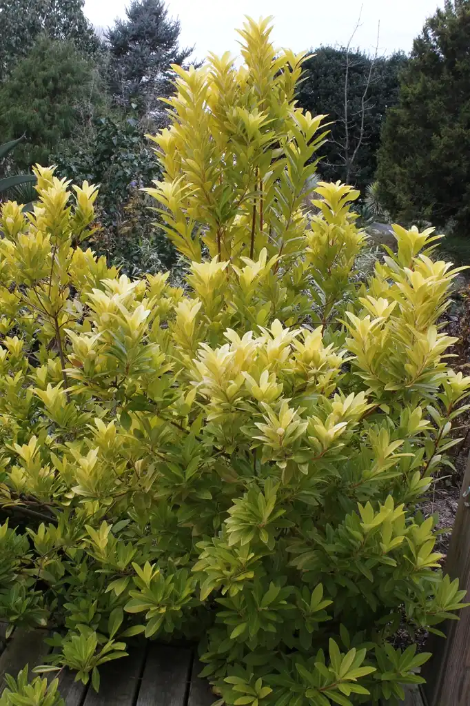 Foto de Illicium parviflorum 'Florida Sunshine' (Illicium parviflorum 'Florida Sunshine's)