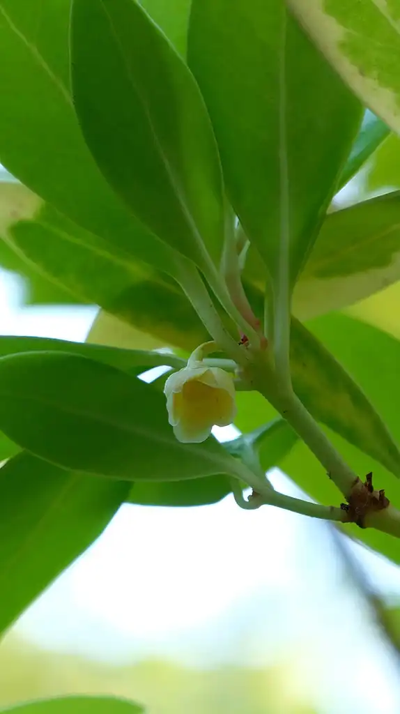 Foto de Illicium parviflorum 'Florida Sunshine' (Illicium parviflorum 'Florida Sunshine's)