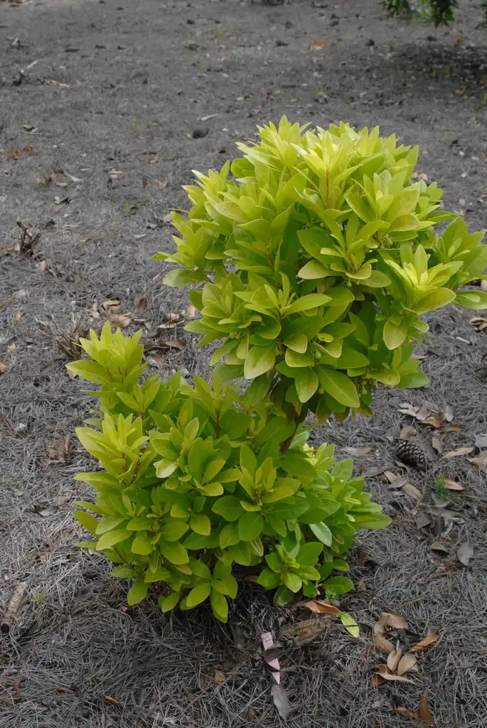 Foto de Illicium parviflorum 'Florida Sunshine' - Young form:Jim Robbins