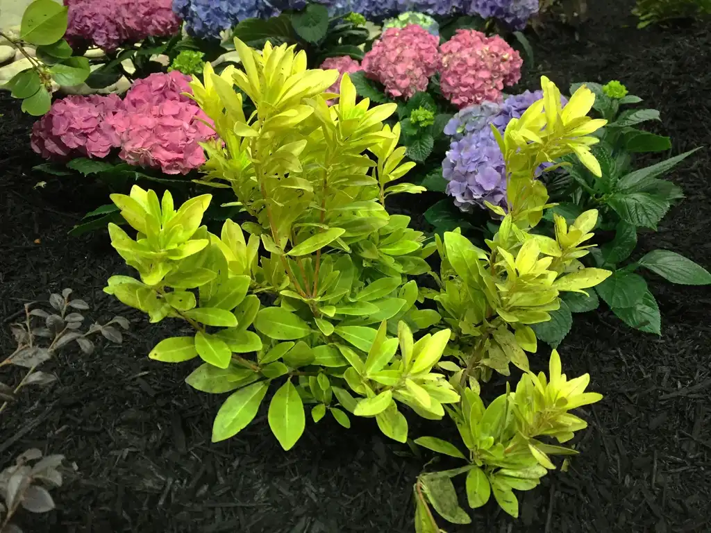 Foto de Illicium parviflorum 'Florida Sunshine' - Leaves:Jim Robbins