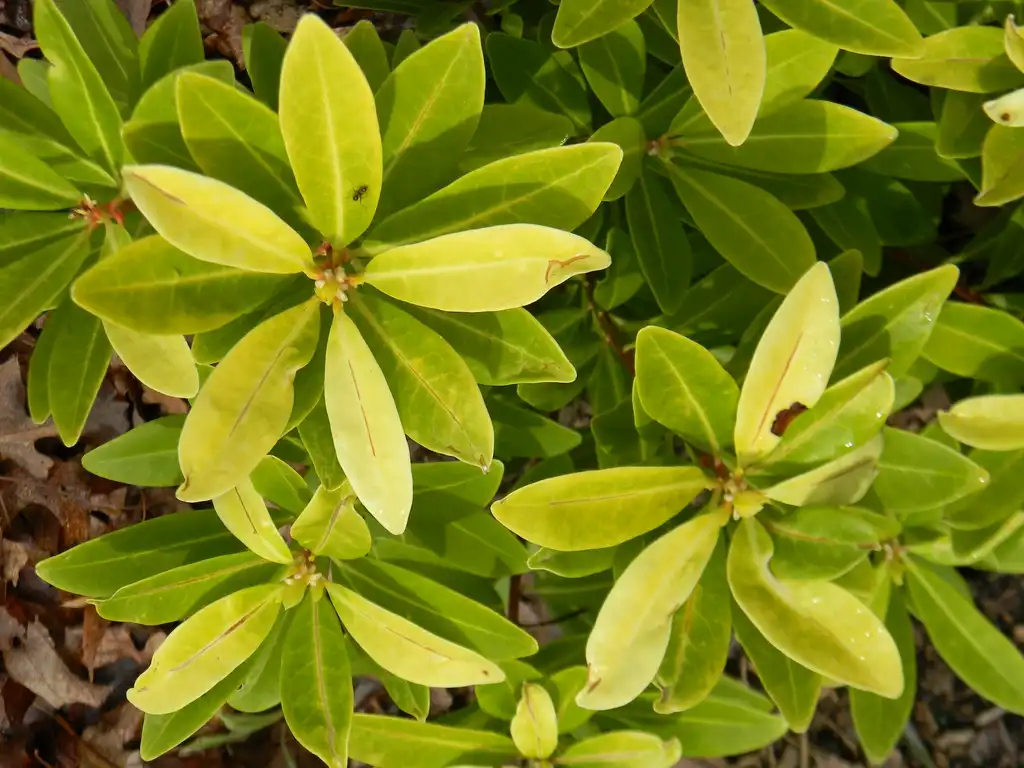 Foto de Illicium parviflorum 'Florida Sunshine' - Leaves Close-Up (Buncombe County,NC):Randy Harter