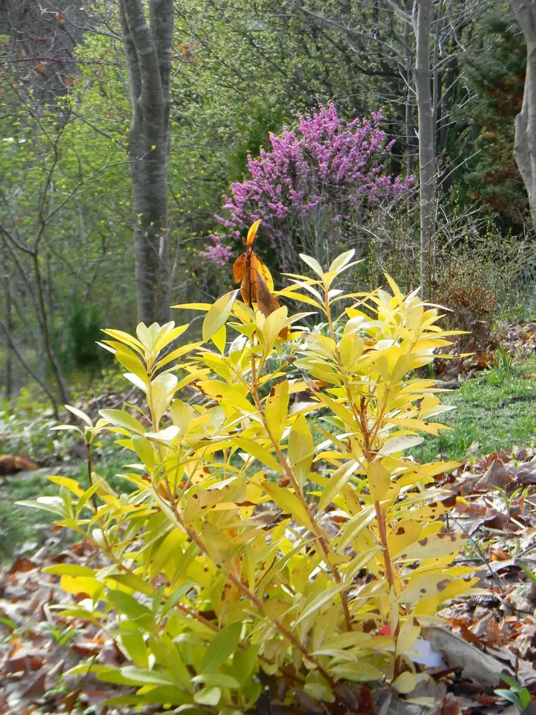 Foto de Illicium parviflorum 'Florida Sunshine' - Full form (Buncombe County, NC):Randy Harter
