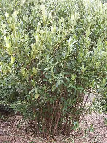 Photo of Illicium parviflorum (Illicium parviflorums)