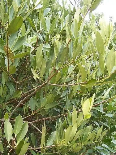 Photo of Illicium parviflorum (Illicium parviflorums)