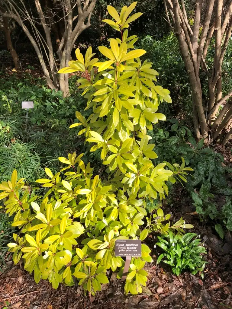 Photo of Illicium parviflorum - Form (Wake County, NC)-Late Winter:Cathy Dewitt