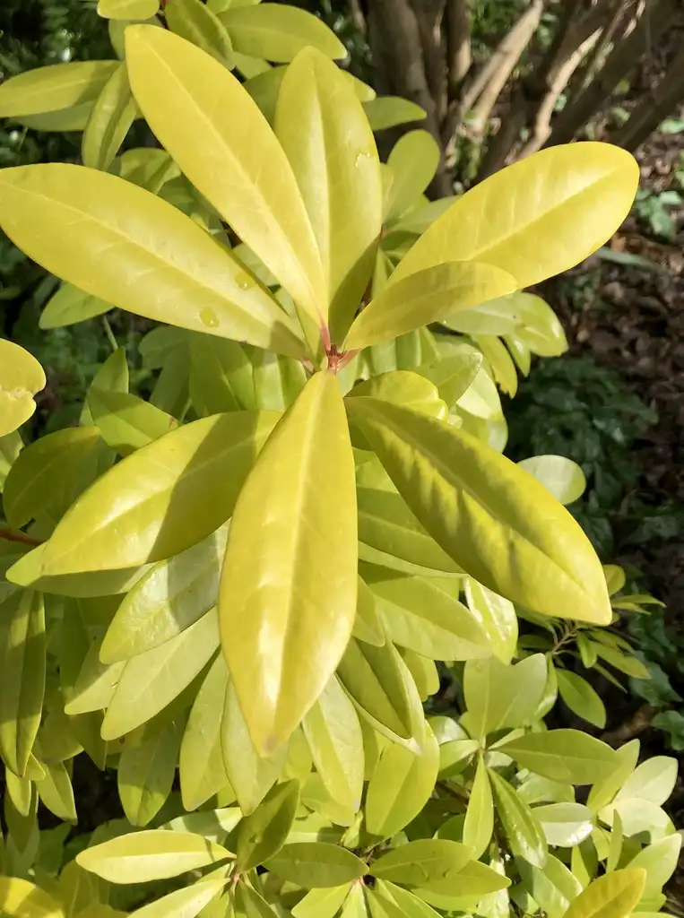 Photo of Illicium parviflorum - Leaves (Wake County, NC)-Late Winter:Cathy Dewitt