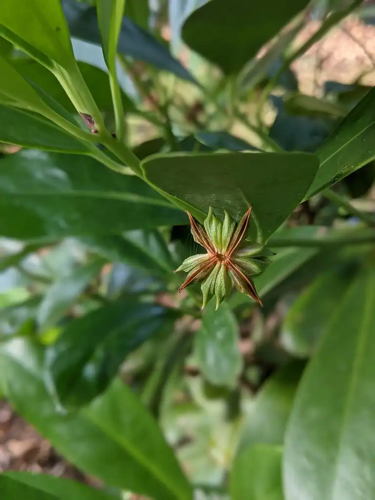 Photo of Illicium parviflorum - Flower bud (Cabarrus County, NC)-Fall:Hope Duckworth