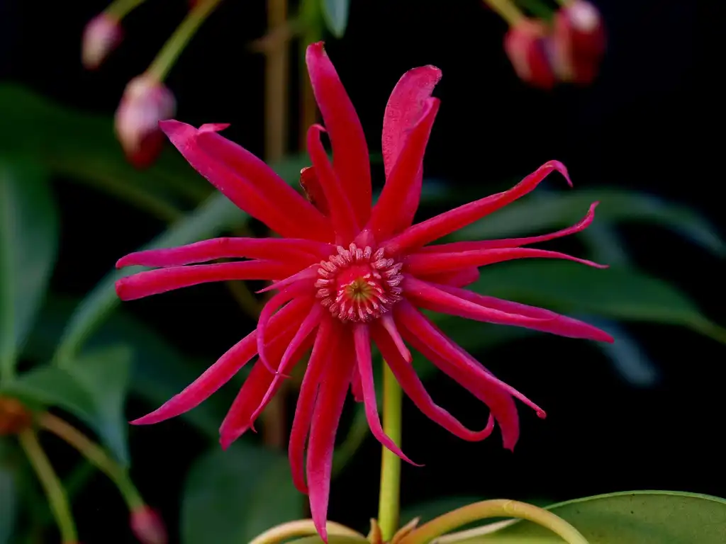 Foto de Illicium 'Scorpio' (Illicium 'Scorpio's)