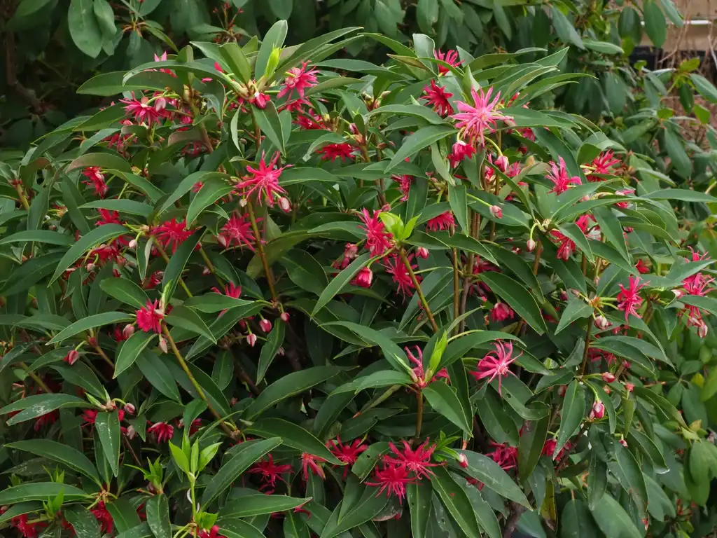 Foto de Illicium 'Scorpio' (Illicium 'Scorpio's)