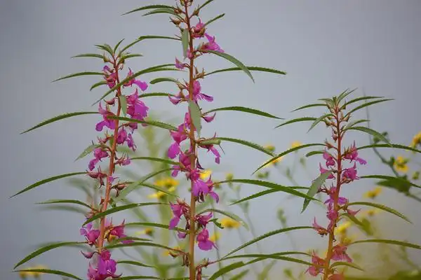 Photo of Impatiens balsamina (Impatiens balsaminas)