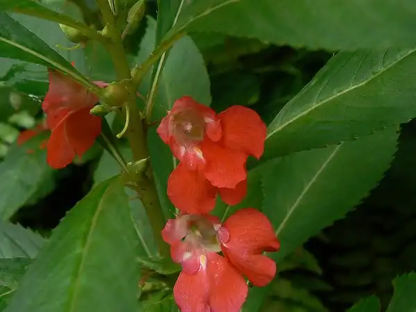 Photo of Impatiens balsamina (Impatiens balsaminas)