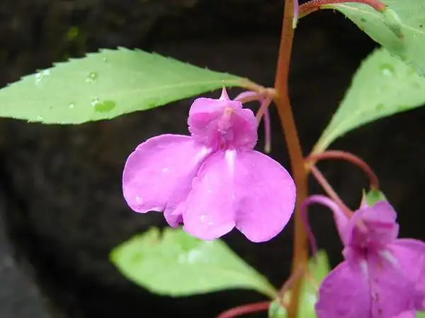 Photo of Impatiens balsamina - :Nagraj Salian