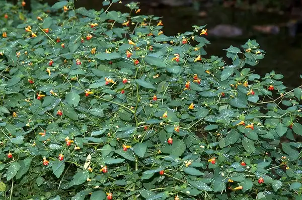 Foto de Impatiens capensis (Impatiens capensiss)