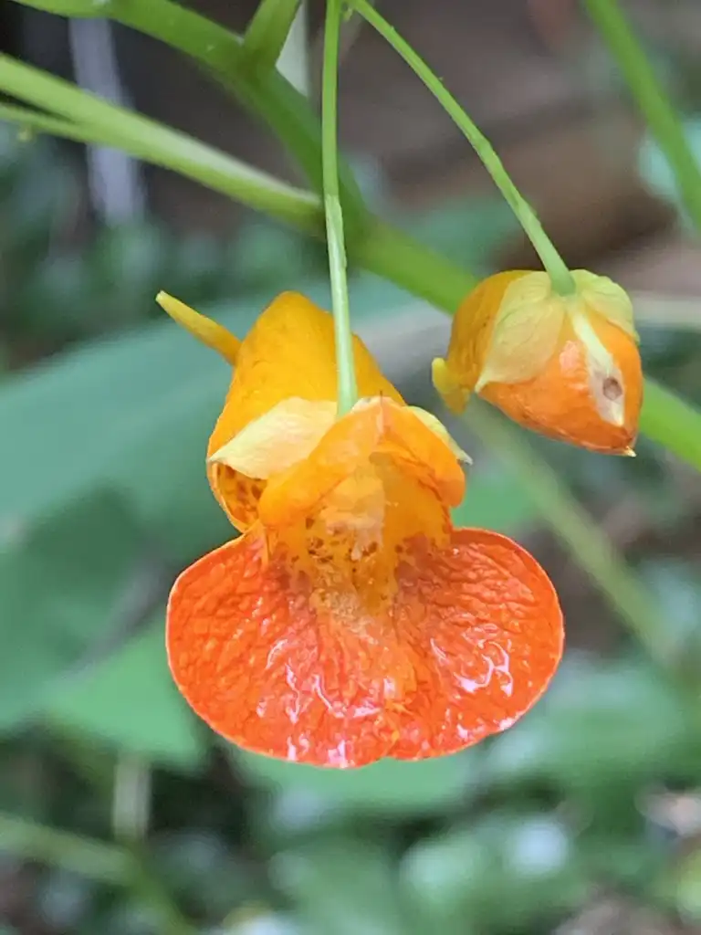 Foto de Impatiens capensis (Impatiens capensiss)