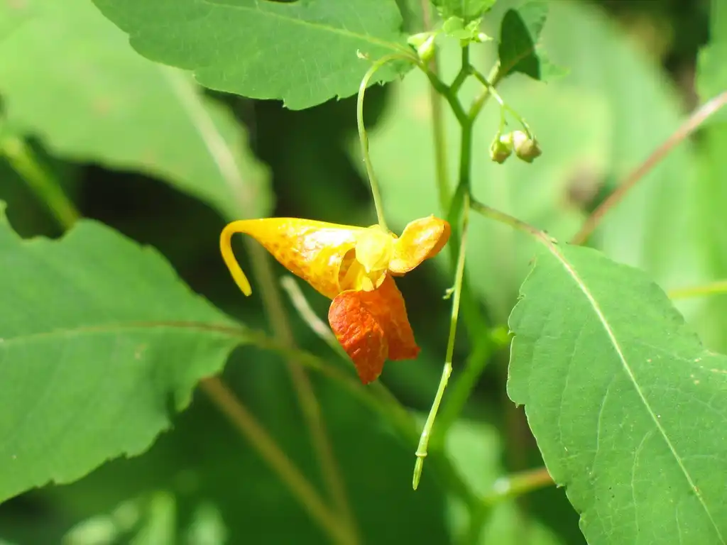 Foto de Impatiens capensis - flower, Great Smoky Mts National Park:Stacy Hodes