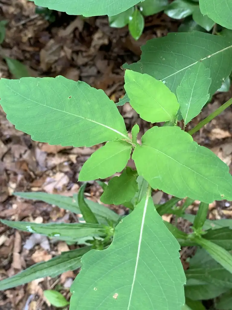 Foto de Impatiens capensis - Leaves:K. Andre