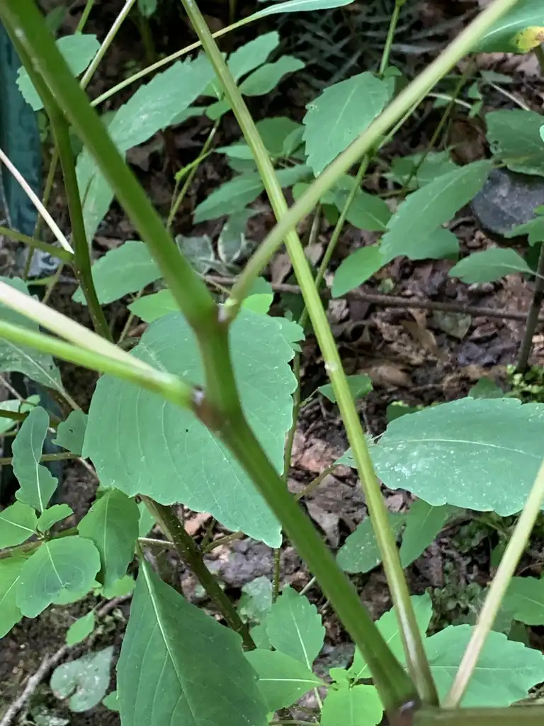 Foto de Impatiens capensis - Stem:K. Andre