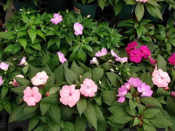 Photo of Impatiens hawkeri (Impatiens hawkeris)