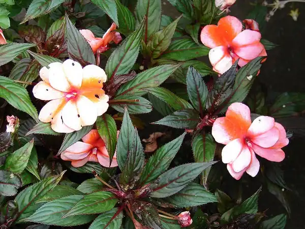 Photo of Impatiens hawkeri (Impatiens hawkeris)