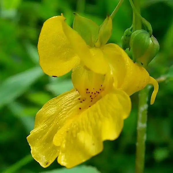 Photo of Impatiens pallida (Impatiens pallidas)