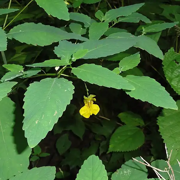 Photo of Impatiens pallida (Impatiens pallidas)