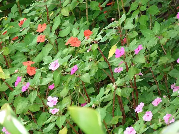 Фото Impatiens walleriana (Impatiens wallerianas)