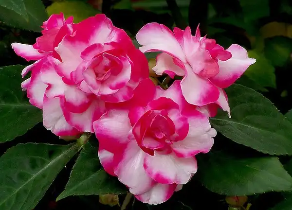 Фото Impatiens walleriana (Impatiens wallerianas)