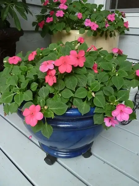 Фото Impatiens walleriana - In a container:Kathleen Moore