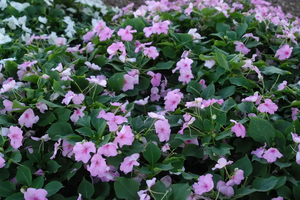 Фото Impatiens walleriana - 'Jambalaya Deep Pink' Flower:Jim Robbins