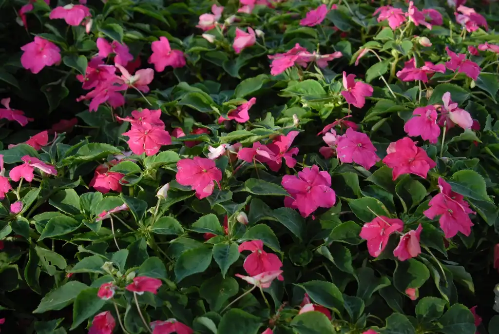Фото Impatiens walleriana - 'Super Elfin XP Rose Improved' Flower:Jim Robbins