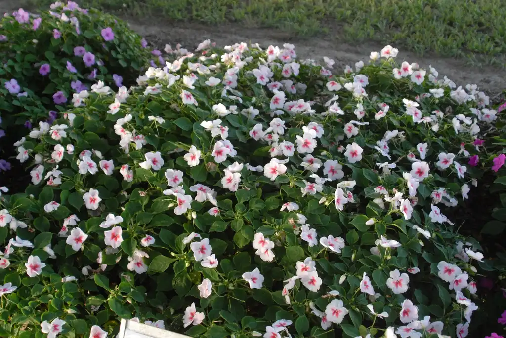 Фото Impatiens walleriana - 'Impreza Cherry Splash' Flower Form:Jim Robbins