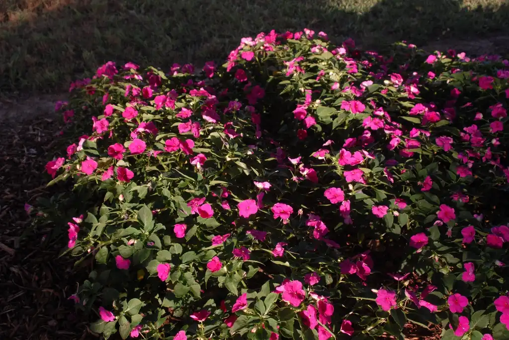 Фото Impatiens walleriana - 'Impreza Violet' Flower Form:Jim Robbins