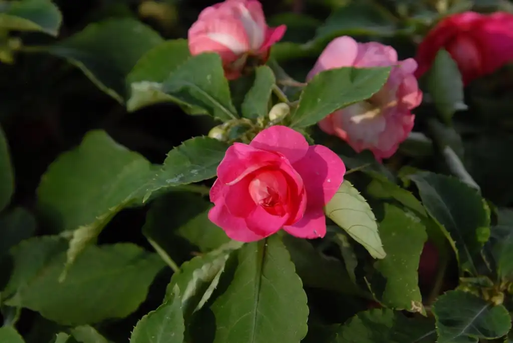 Фото Impatiens walleriana - 'Silhoette Cherry' Flower:Jim Robbins