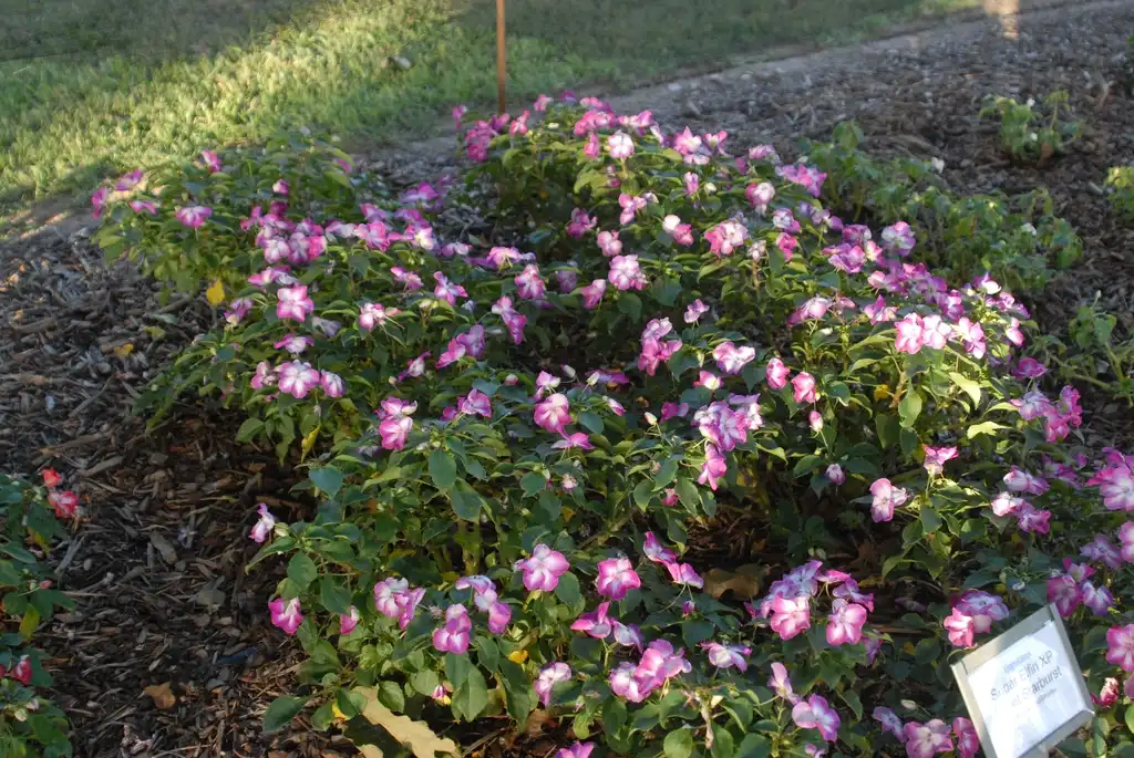 Фото Impatiens walleriana - 'Super Elfin XP Violet Starburst' Flower Form:Jim Robbins