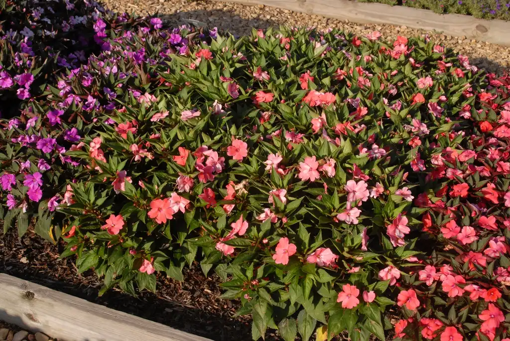 Photo of Impatiens x hybrida SunPatiens® (Impatiens x hybrida SunPatiens®s)