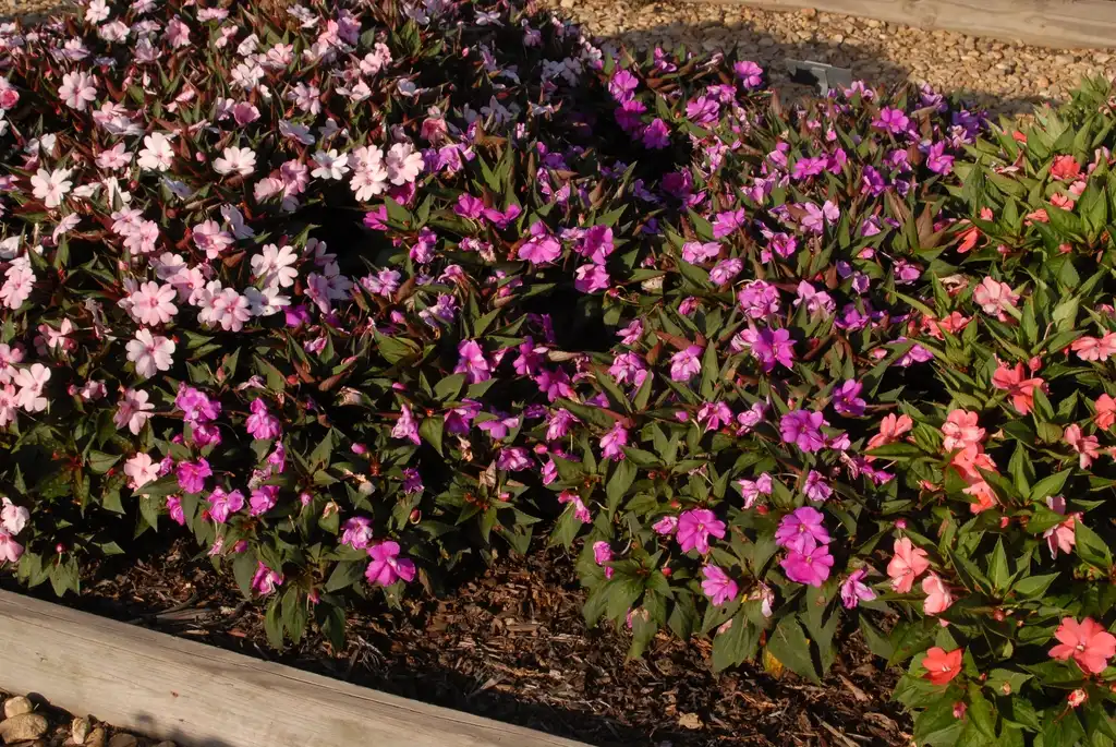 Photo of Impatiens x hybrida SunPatiens® (Impatiens x hybrida SunPatiens®s)
