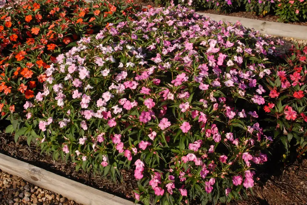 Photo of Impatiens x hybrida SunPatiens® - 'Vigorous Pink' Flower Form:Jim Robbins